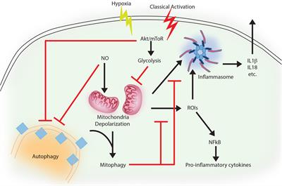 Selective Autophagy and Xenophagy in Infection and Disease